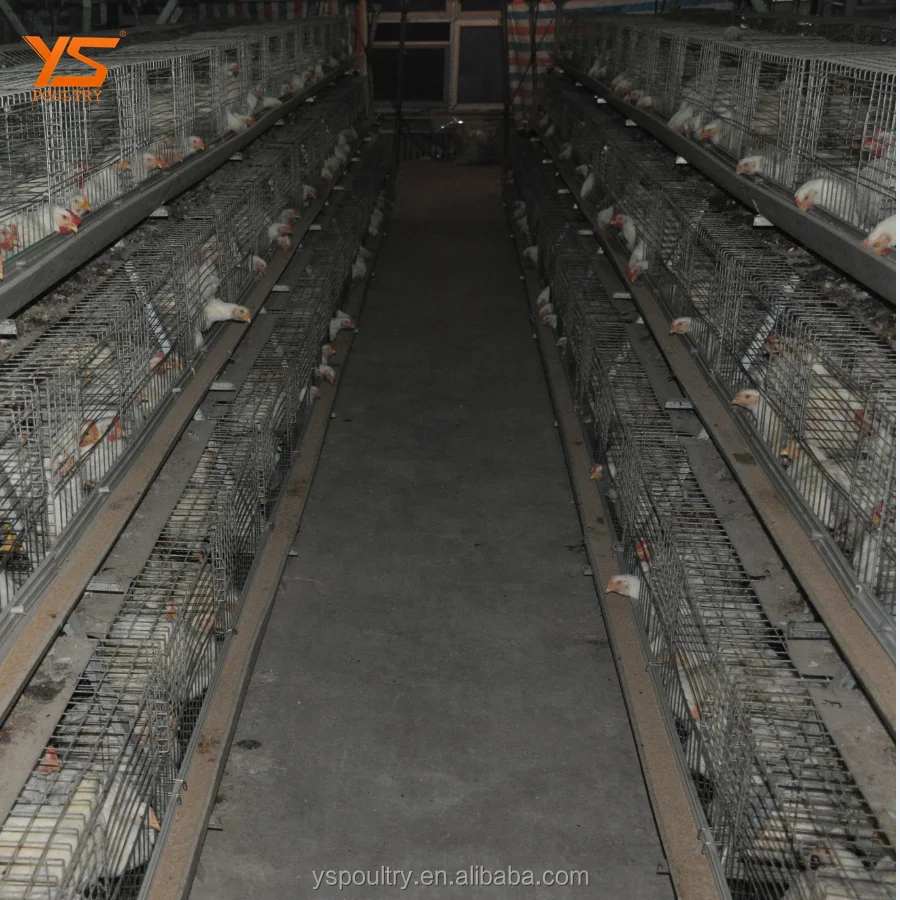 Best Design A Type Automatic Chicken Broiler Cage