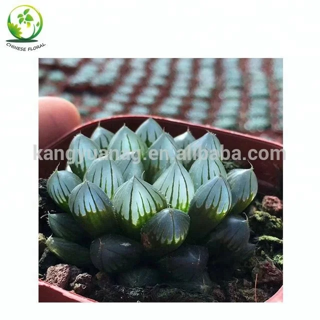 
Export high quality and cheap Haworthia Obtusa Black 