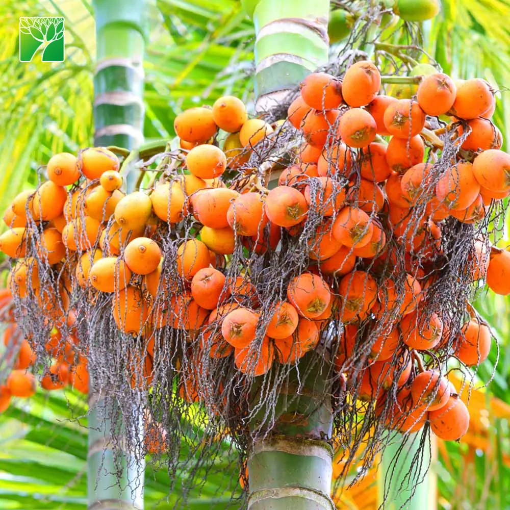 
Evergreen 2m total height Chrysalidocarpus lutescens small palm tree lamp lowes 
