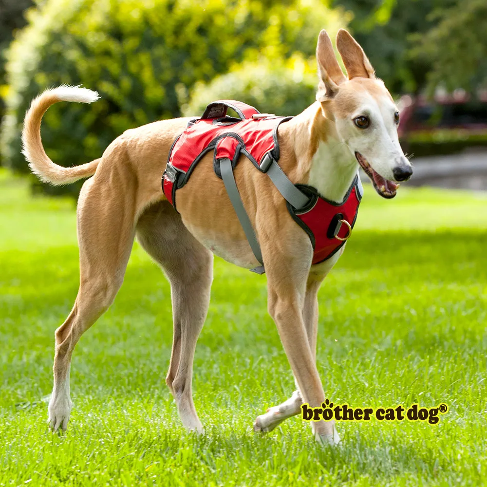 Service dog harness  Dog safety harness Pet products 2023  Dog training equipment