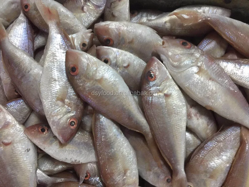 Frozen threadfin bream best price for sale