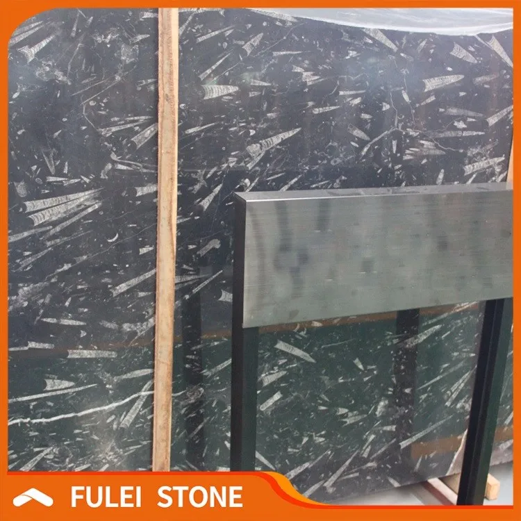 Brown seashell fossil Ocean Jurassic marble in UAE