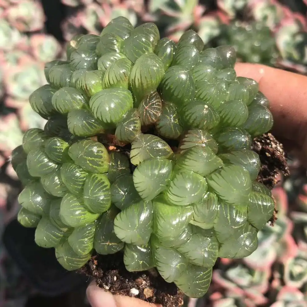 
Wholesale Succulent Plants Haworthia obtusa f. truncata with LOW PRICE 