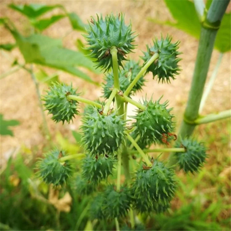 
Factory supply castor bean seeds For growing 
