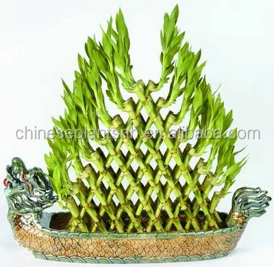 Pyramid Lucky Bamboo Dracaena Sanderiana