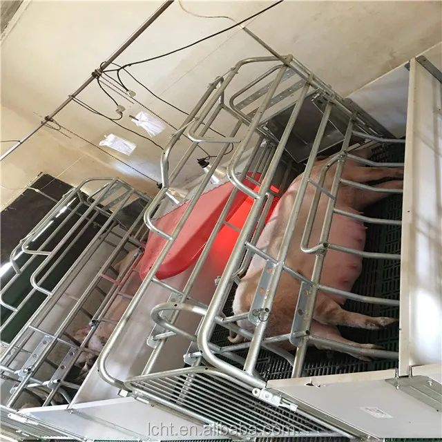 pig farrowing 17