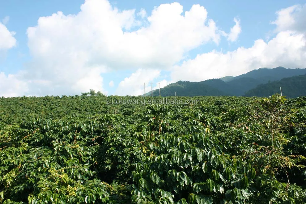 
Original Arabica Green Coffee Bean from Chinese capital of tea 