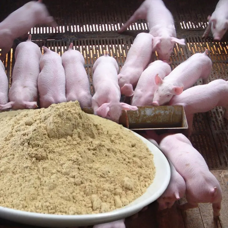 PANGOO FEED PROBIOTICS FOR PIG FEEDING/Piglet/Sow/as feed additives