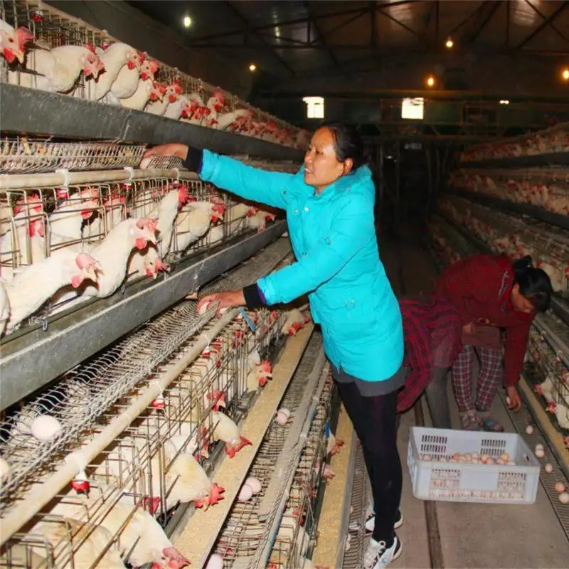 egg chicken cage system