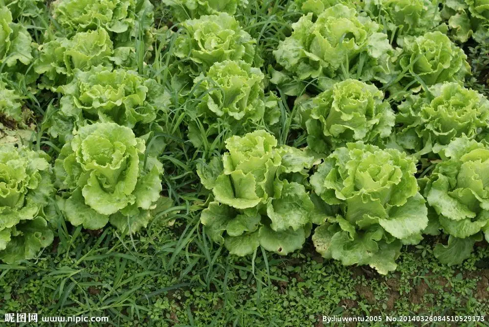 
Suntoday Hydroponics vegetable salad green romaine lettuce seeds 1kg/bag 