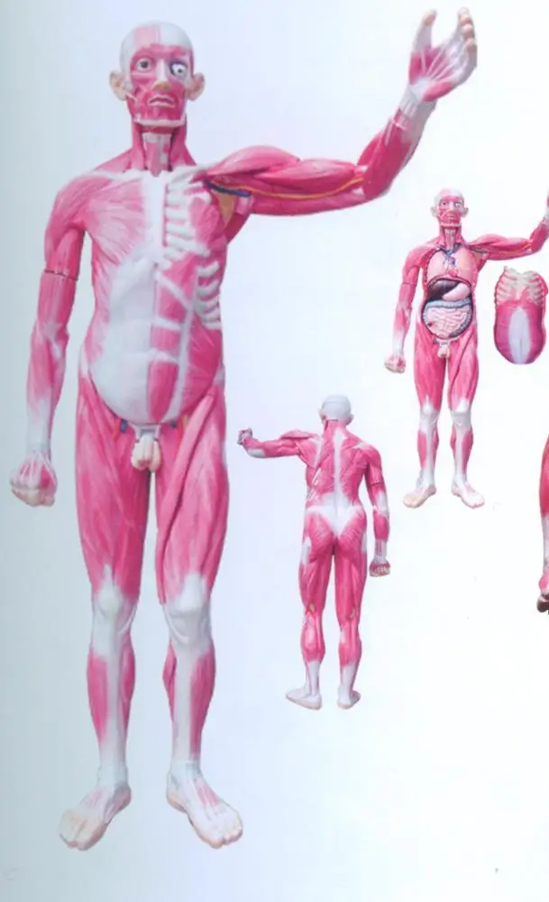 Whole muscles anatomy model human muscles anatomical model medical science education model