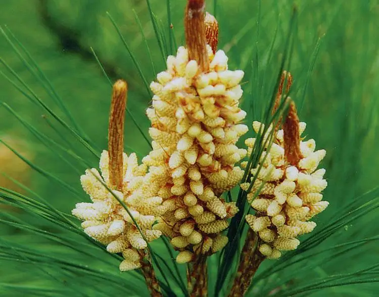 Provide Customized Services Shell Broken Pine Pollen Extract Powder Solvent Extraction From Wild Plants