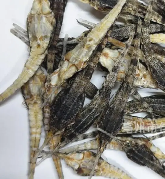 
TCM Pegasus laternarius Cuvier dried body for sale 