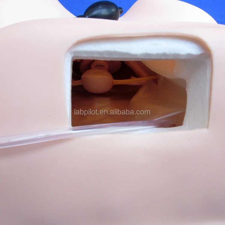 Basic Gynecological Examination Model, Pelvic Examination Training Model
