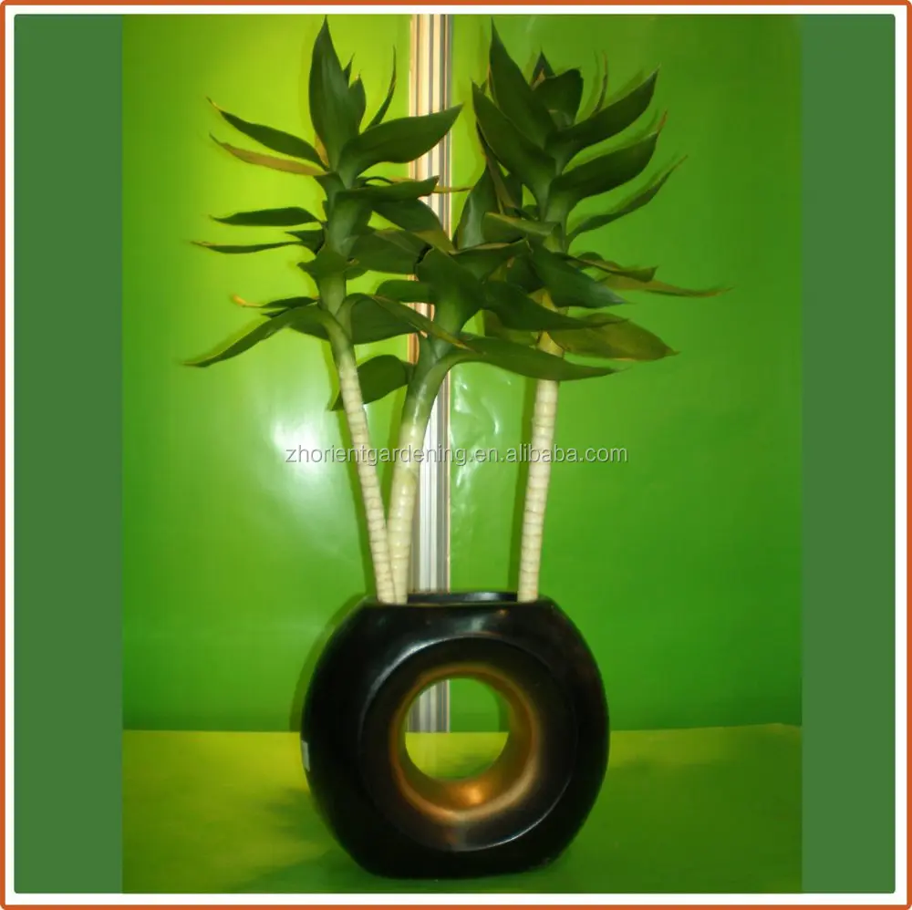 40 см Лотос счастливый бамбук Крытый драцена сандриана водные растения садовое украшение