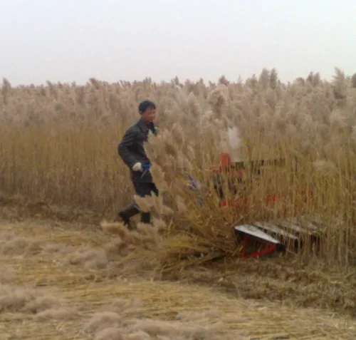 mini corn harvester maizer sesame sorghum harvesting machine