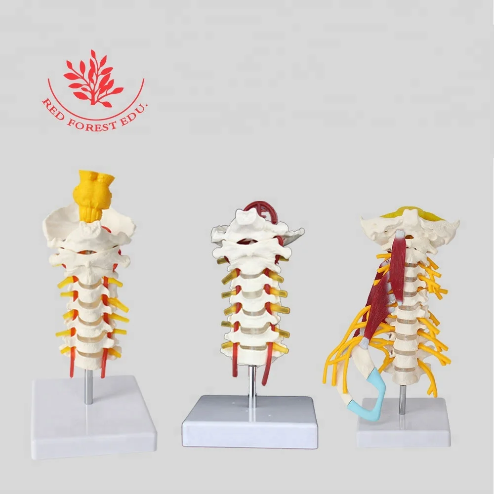 Натуральный размер, 7 частей шейного позвонка, 3 типа позвоночника