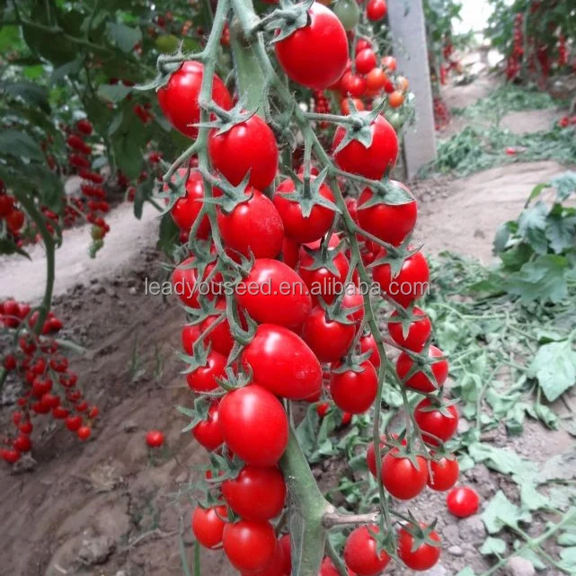 
T13 Ganpao f1 hybrid red cherry tomato seeds 