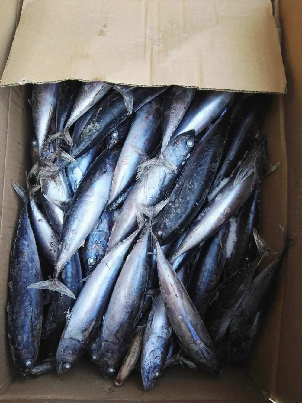 Sea Frozen bonito tuna whole round