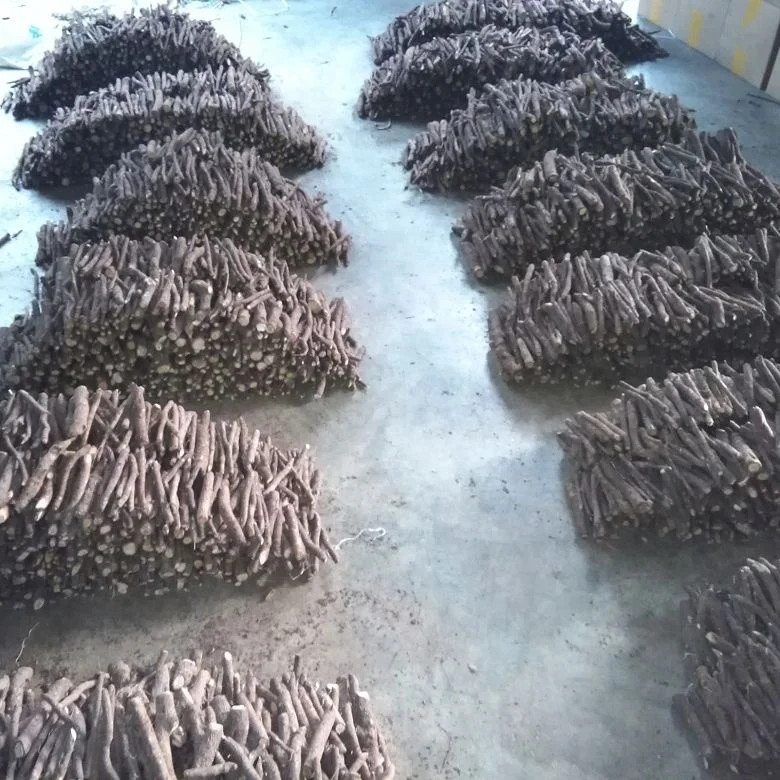 
new fresh super resistant fast grow paulownia cut hybrid root for growing 