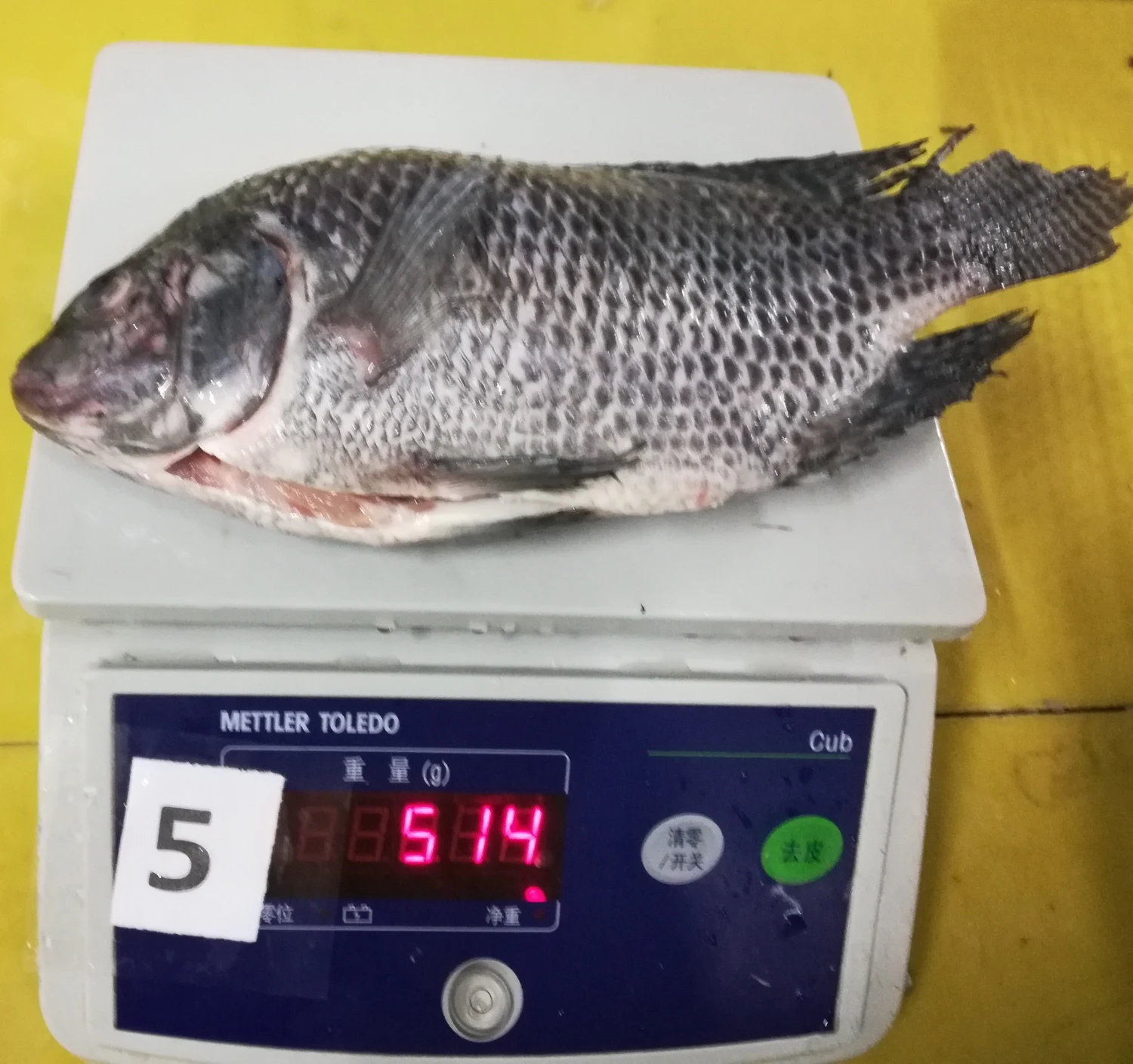 New season tilapia fish frozen fish for sale