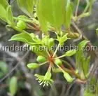  Заводская поставка органический экстракт корня Sarsaparilla порошок