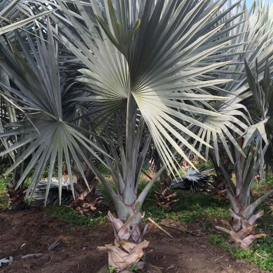 High trunk Bismarckia nobilis