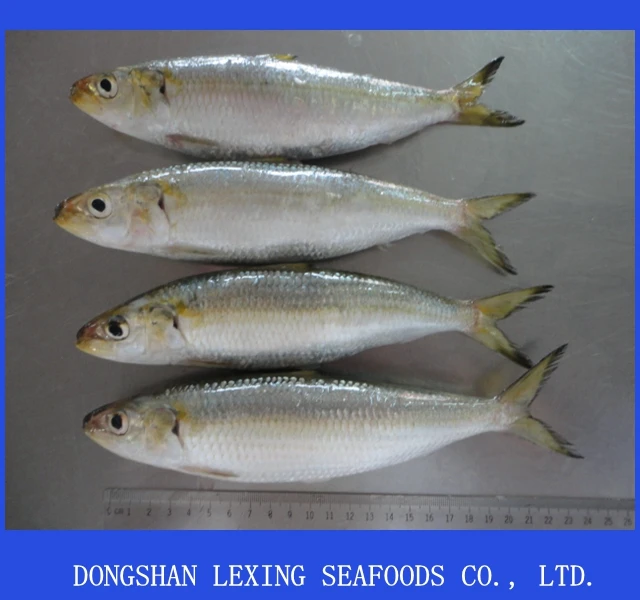 Good Quality Wholesale Frozen Sardine Fish
