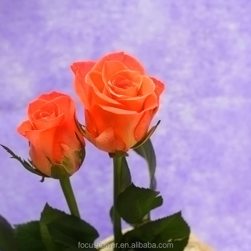 Первоклассные оранжевые розы, свежий цветок для свадьбы, Дня Святого Валентина, украшение дома
