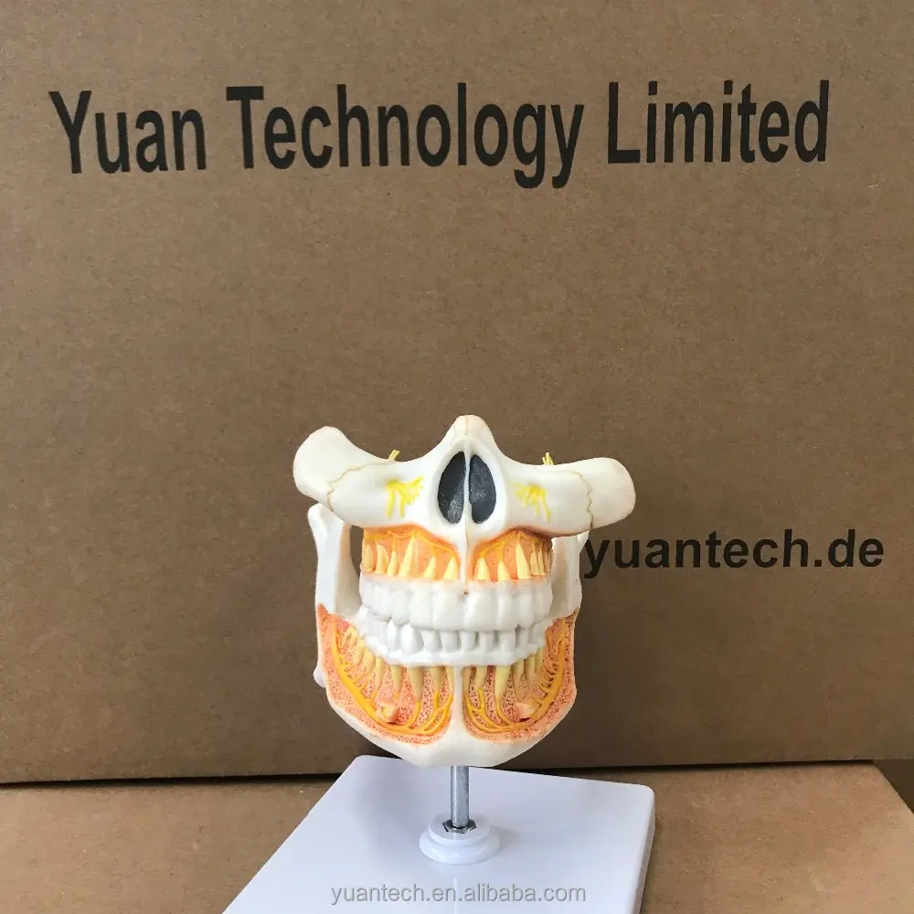 Enlarged Dental Adult(permanent) Teeth Anatomy Structure Model