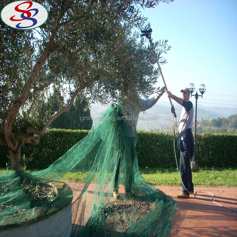 gathering olive harvest net