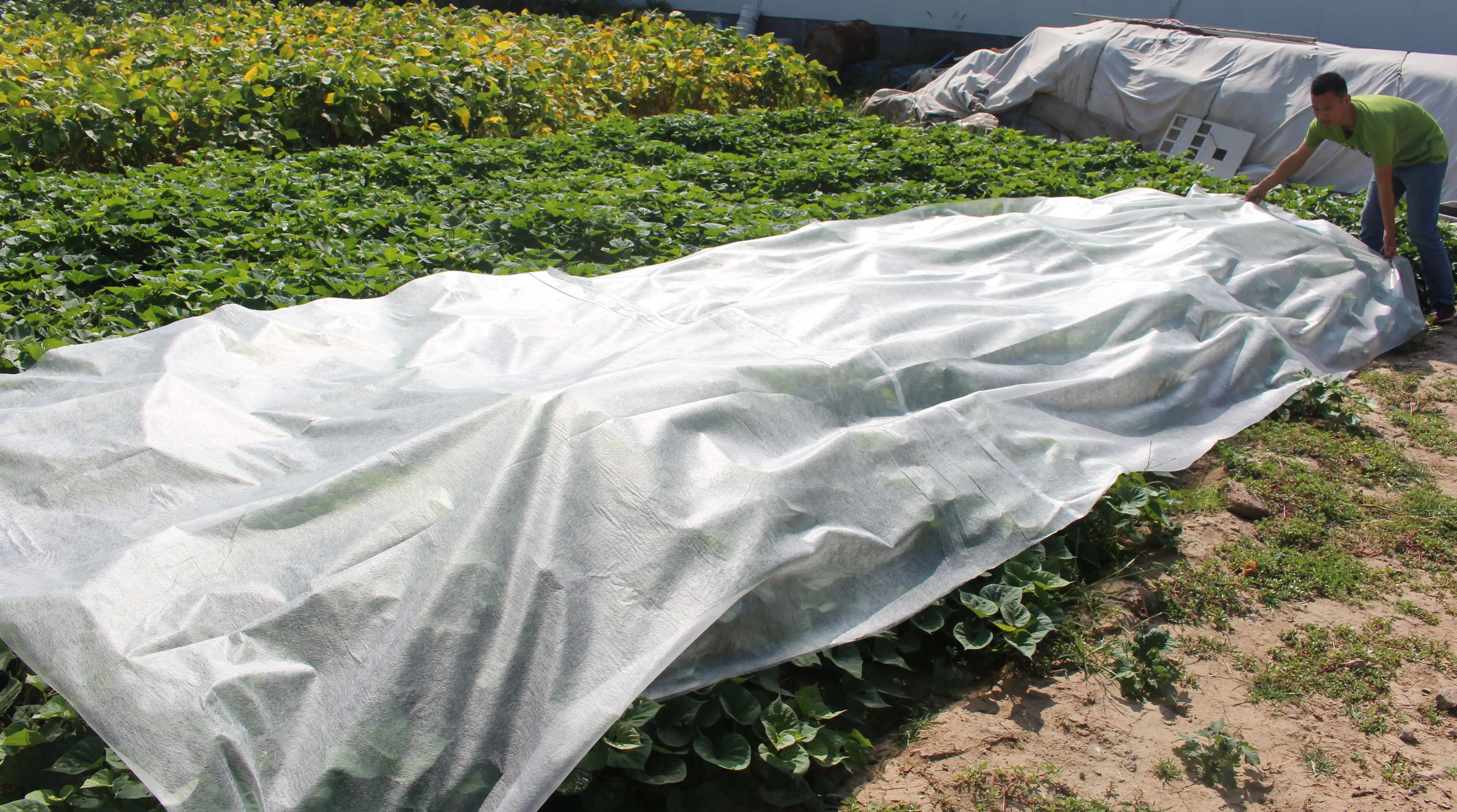 Special protective non woven bag for fruit&tree Customized reusable agriculture