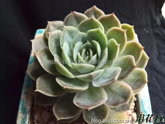 Wholesale  succulent plant Etheveria onslow succulents mini bonsai