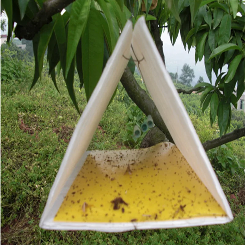 Pheromone Lure for Carposina niponensis (Peach Fruit Moth), Peach fruit borer Pheromone Attractant