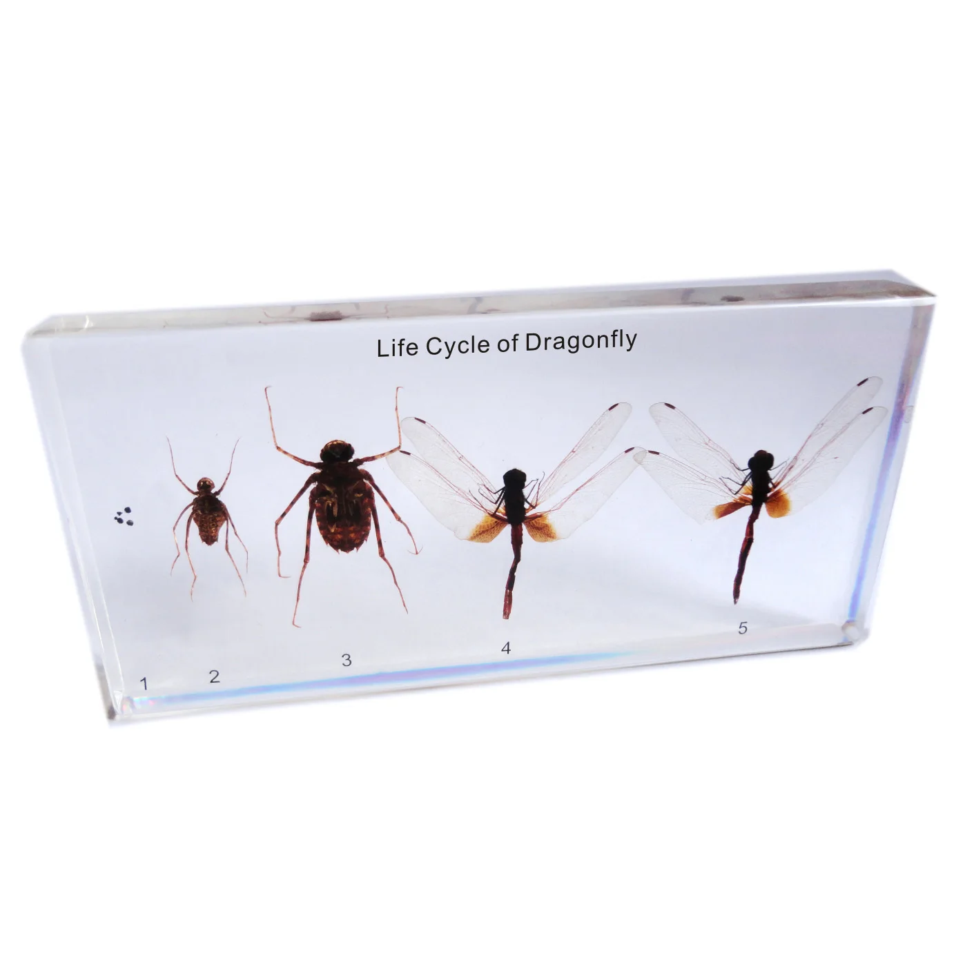 Gelsonlab HSBS-062 акриловые жизненный цикл Стрекоза образца встроенный биологических образцов