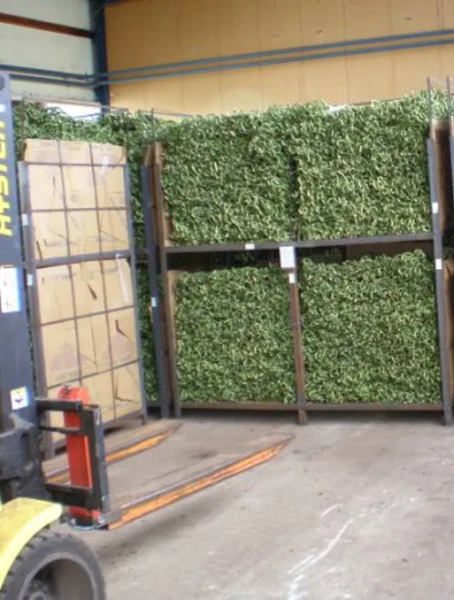 dracaena sanderiana straight lucky bamboo