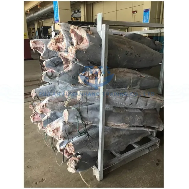 
frozen makaira mazara blue marlin fish in deeper tropical water 