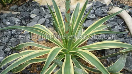 
Natural plants Agave americana var marginta for sale 