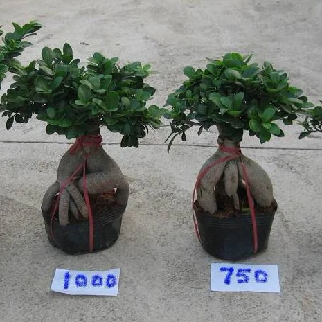 Декоративные растения хорошей формы для дома и улицы, женьшень фикус бонсай