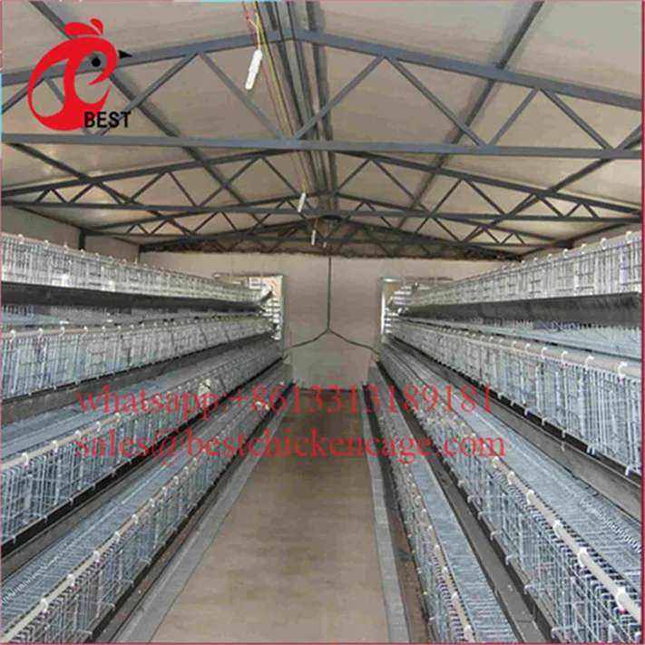 Fully Automated broiler cages system laying nest types of layer chicken for wholesales