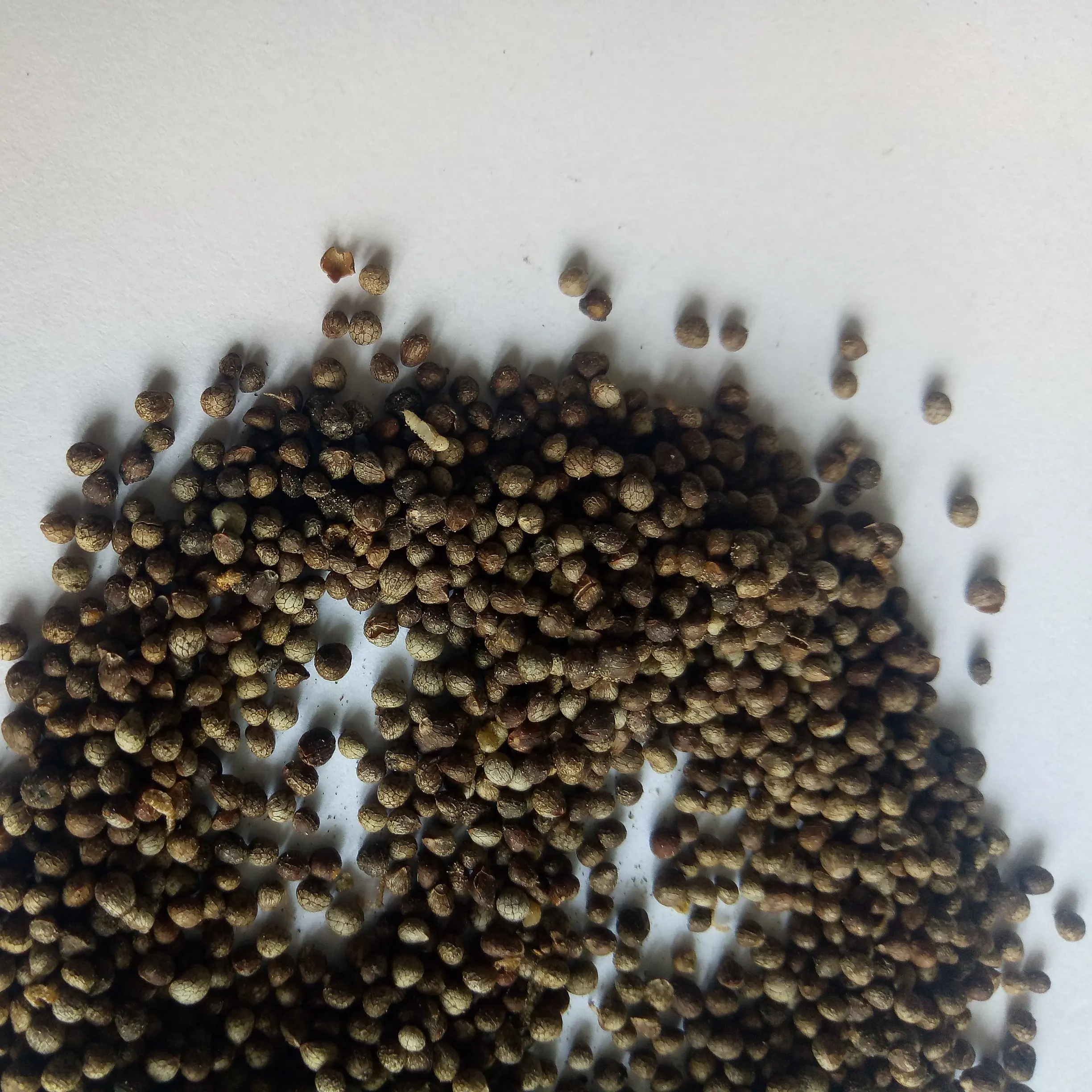 Pure New havested Deulkkae Perilla frutescens seeds for planting