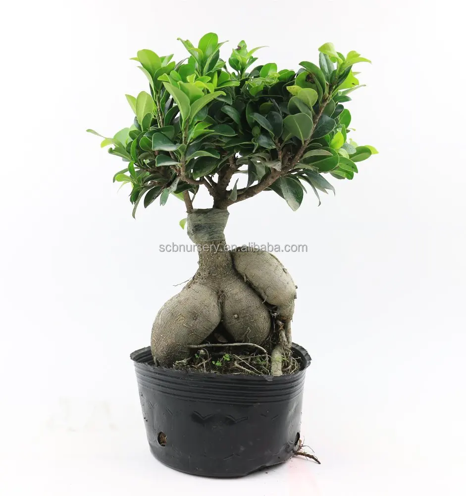 
 Женьшень фикус микрокарпа Крытый Открытый бонсай поставщик питомника экспортер  