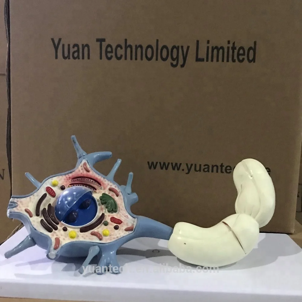 Модель анатомии человеческого нейрона BMN/N012 модель