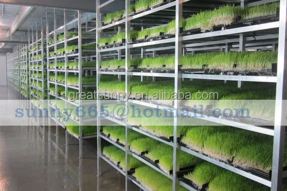 Cow /sheep /Cattle hydroponic fodder systems for sale