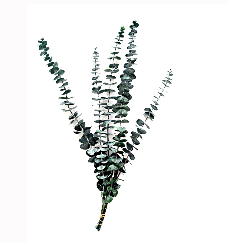 Wholesale Preserved Eucalyptus Stems Ever Lasting Flowers For Wedding Party Home Decoration