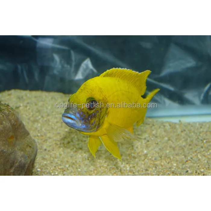 
Good Ornamental Benga Peacock From Lake Malawi 