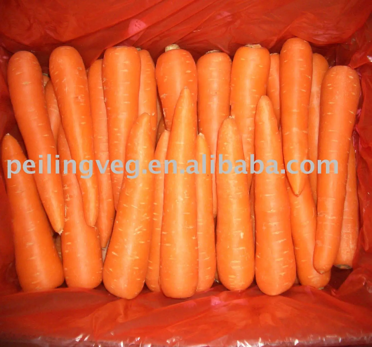 
fresh red carrot(new crop) 