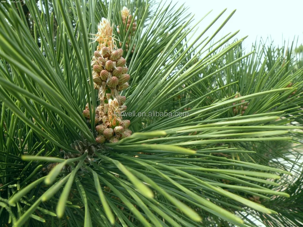 Дигидромиценол C10H20O, синтетический ароматизатор и аромат, повседневный вкус, промышленный бесцветный и светло-желтый прозрачный жидкий аромат