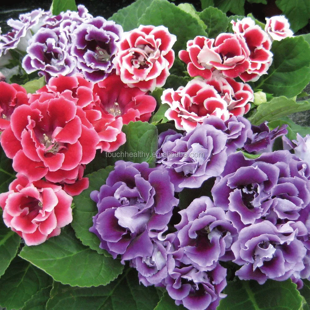 2021 высокопрорастающие семена синнингии прекрасной по самой низкой цене 1000 семян/мешков