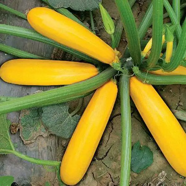 Good resistance high yield vegetable seeds hybrid f1 squash seeds